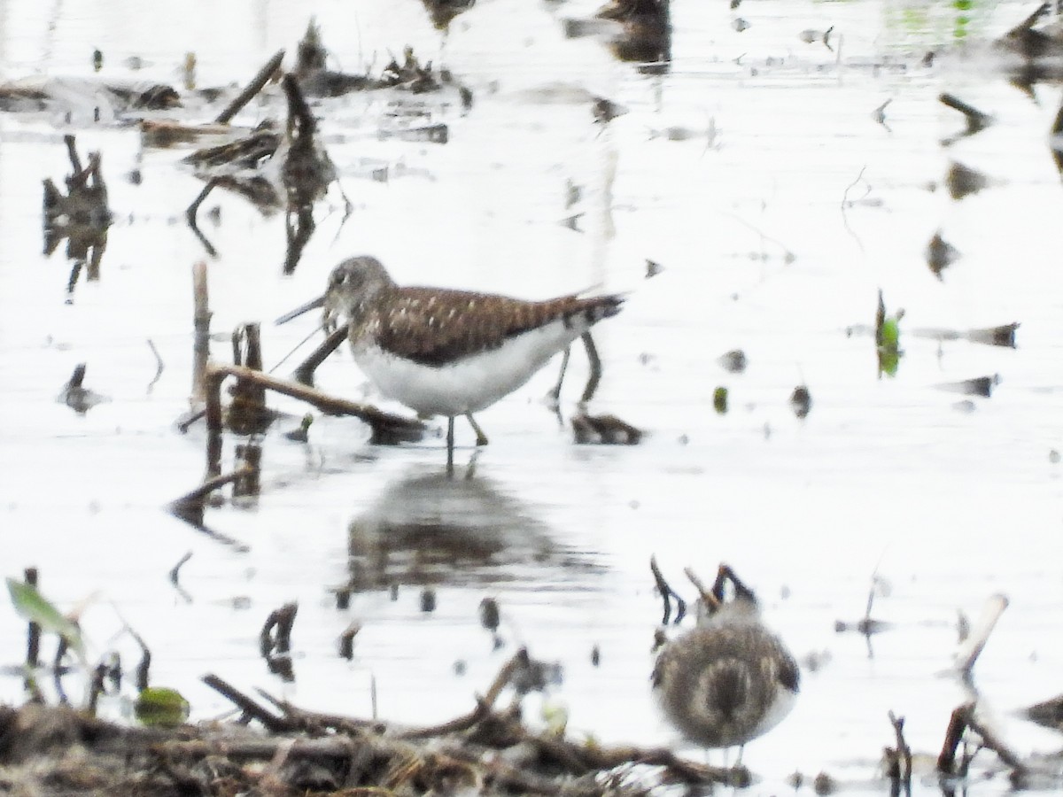 Solitary Sandpiper - ML561277311