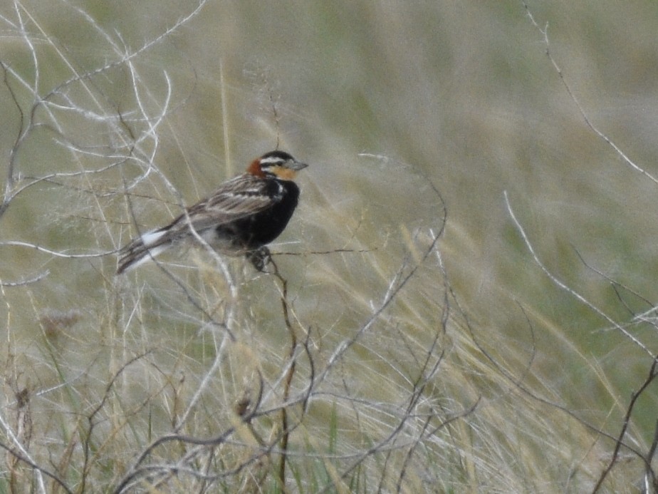 Chestnut-collared Longspur - Anne Tews