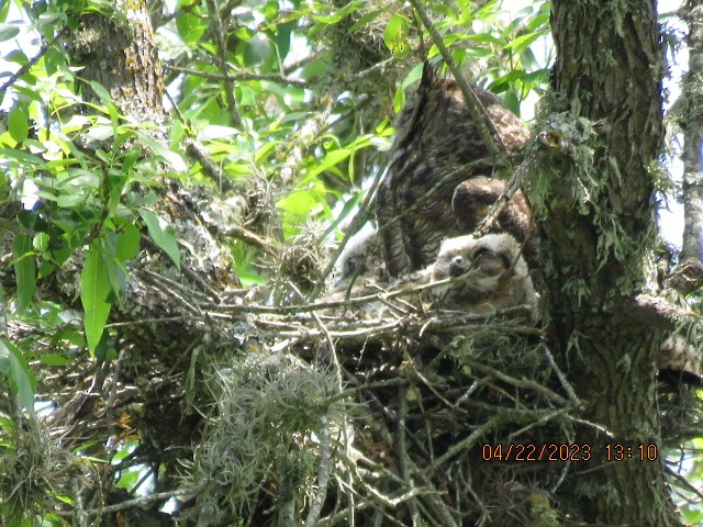 Great Horned Owl - ML561281481