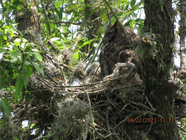 Great Horned Owl - ML561281801