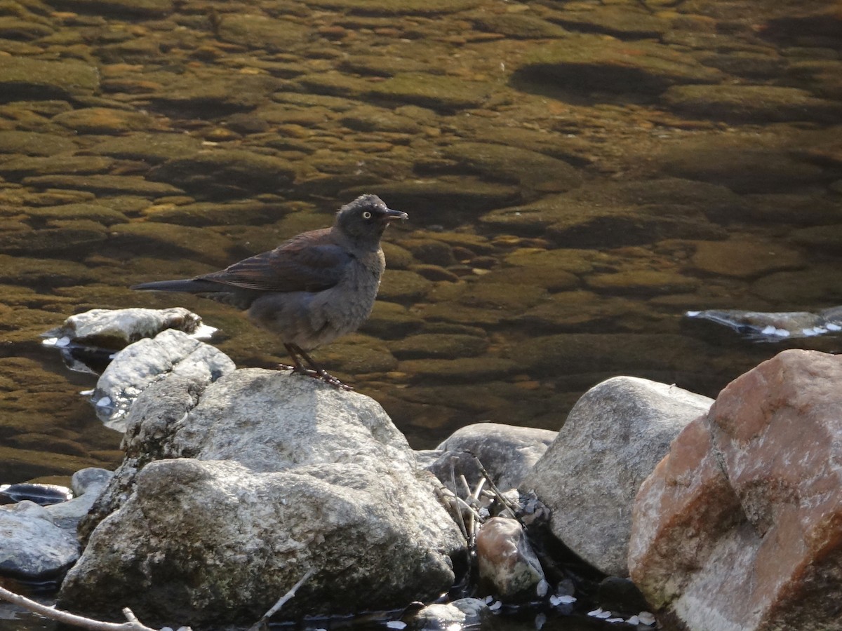 Rusty Blackbird - ML561282461