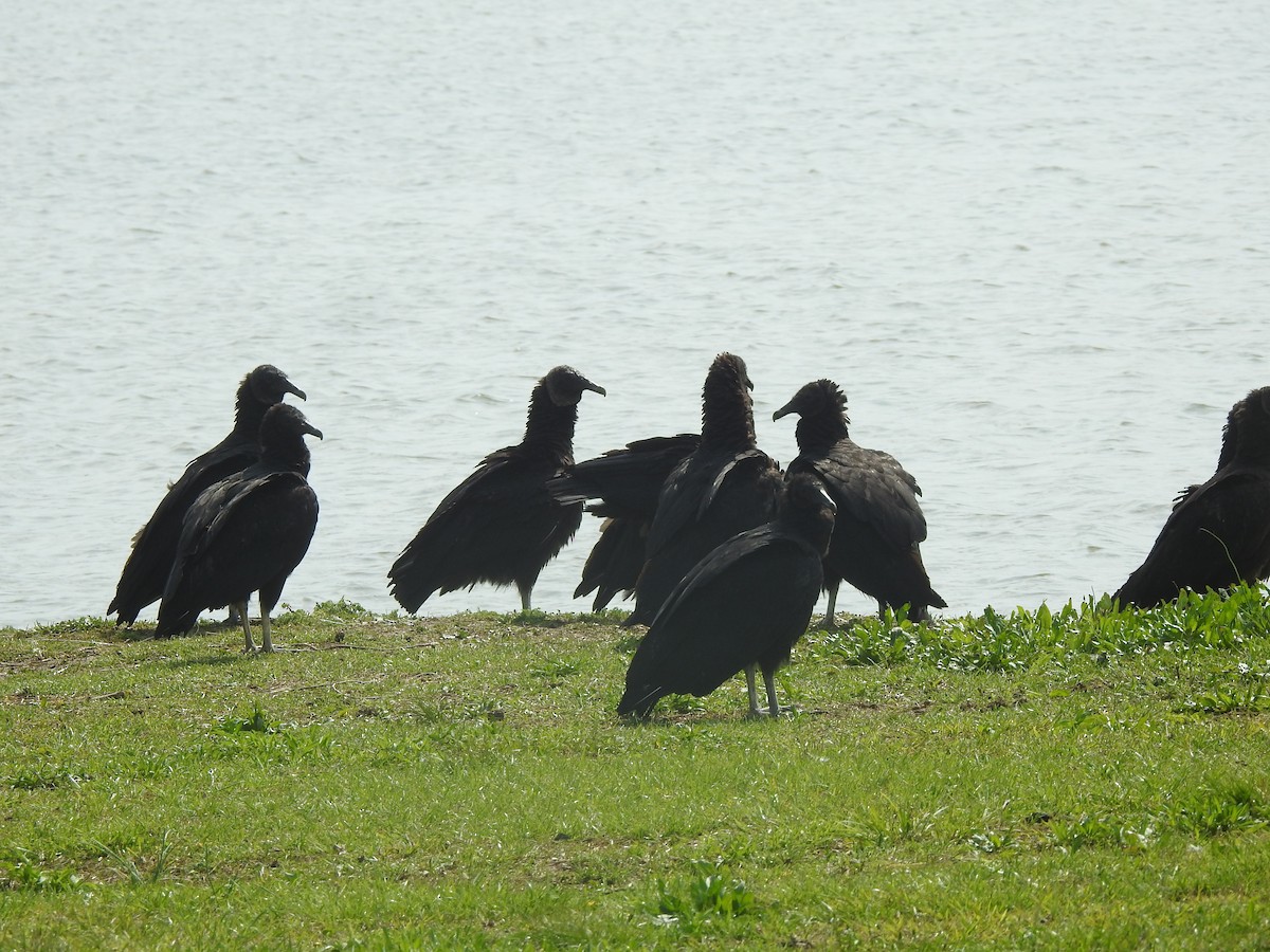 Black Vulture - ML561284591