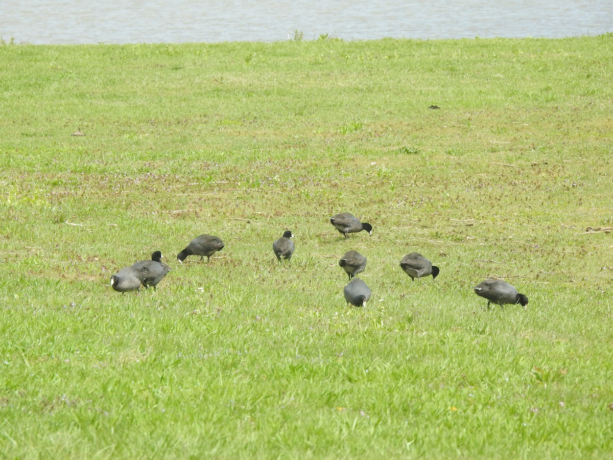 American Coot - Bill Stanley