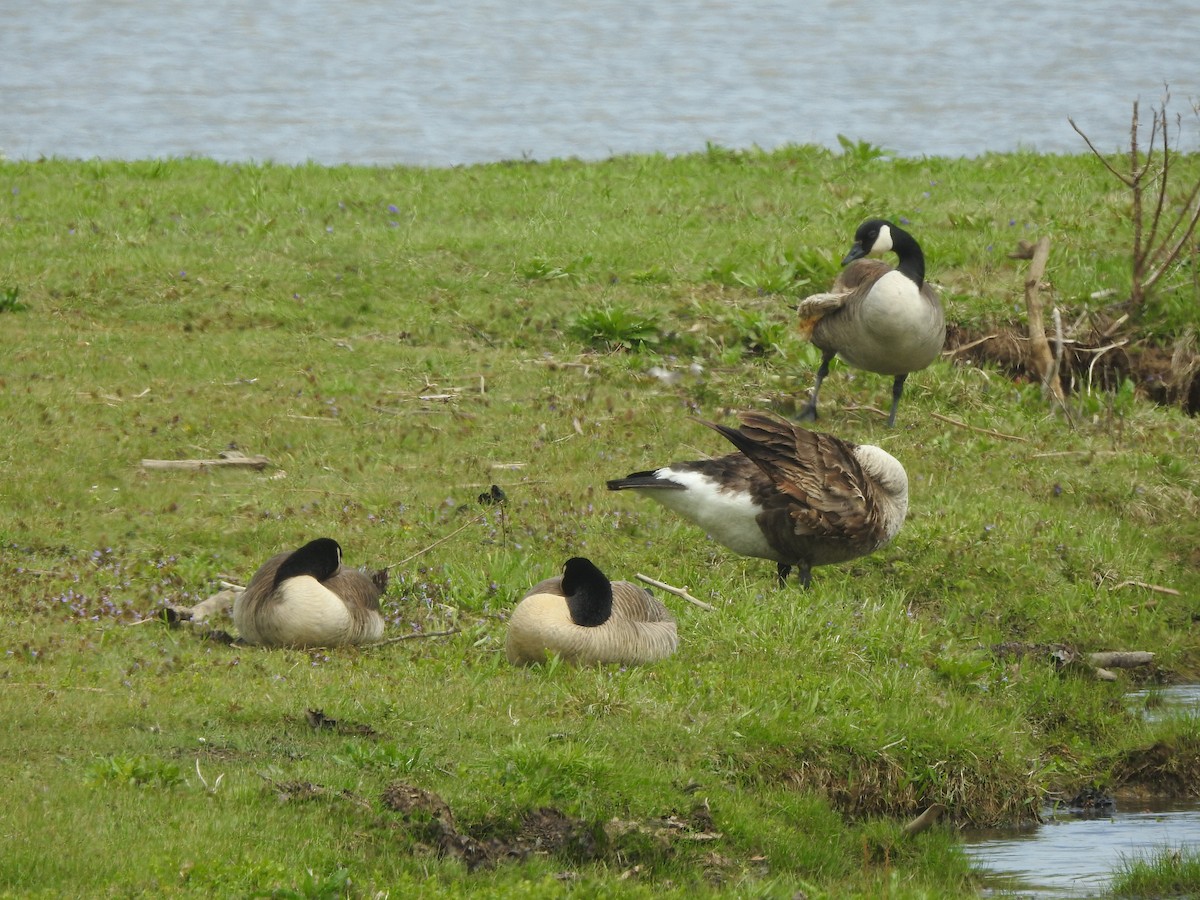 Canada Goose - ML561285191