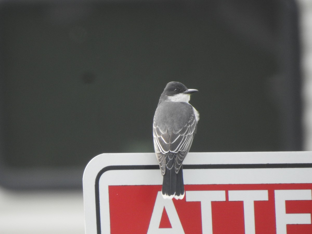 Eastern Kingbird - ML561285561