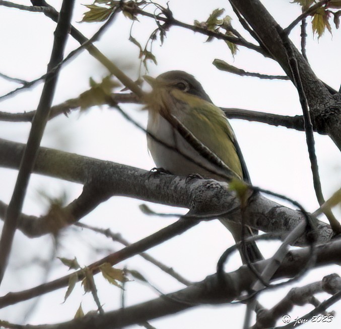 Blue-headed Vireo - ML561286281