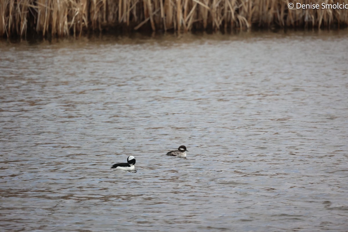 Bufflehead - ML561286471