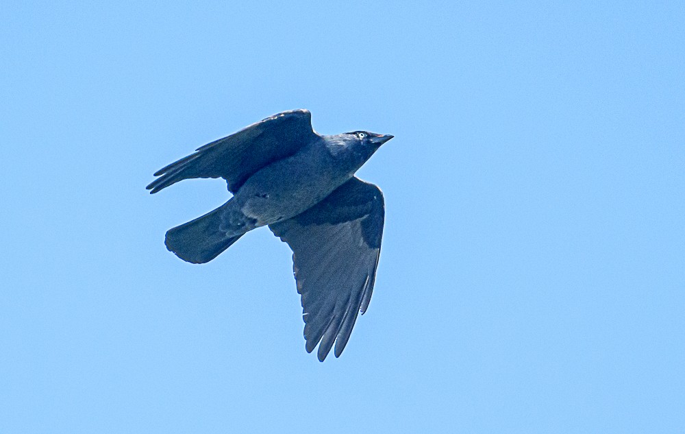 Eurasian Jackdaw - ML561286771