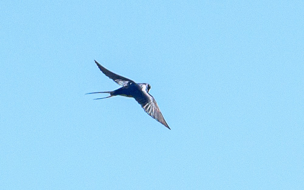 Barn Swallow - ML561286981