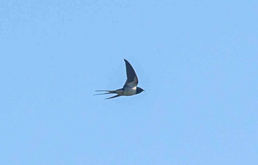 Barn Swallow - ML561287001