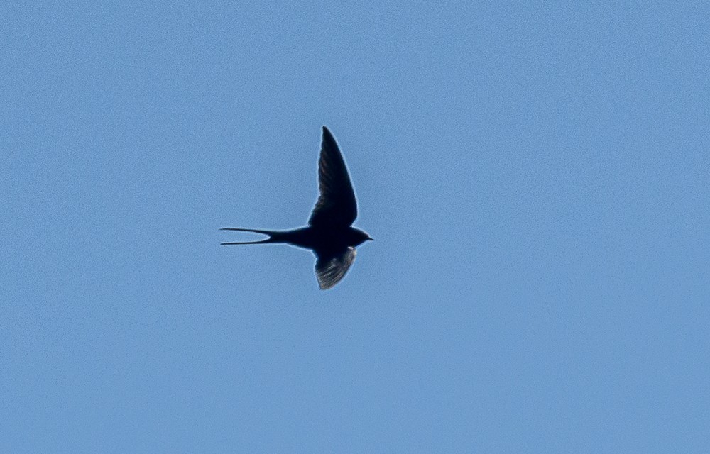 Barn Swallow - ML561287011