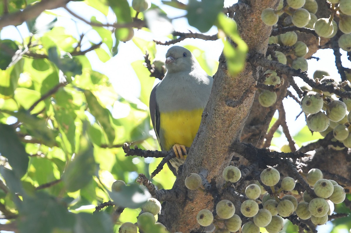 Bruce's Green-Pigeon - ML561287291