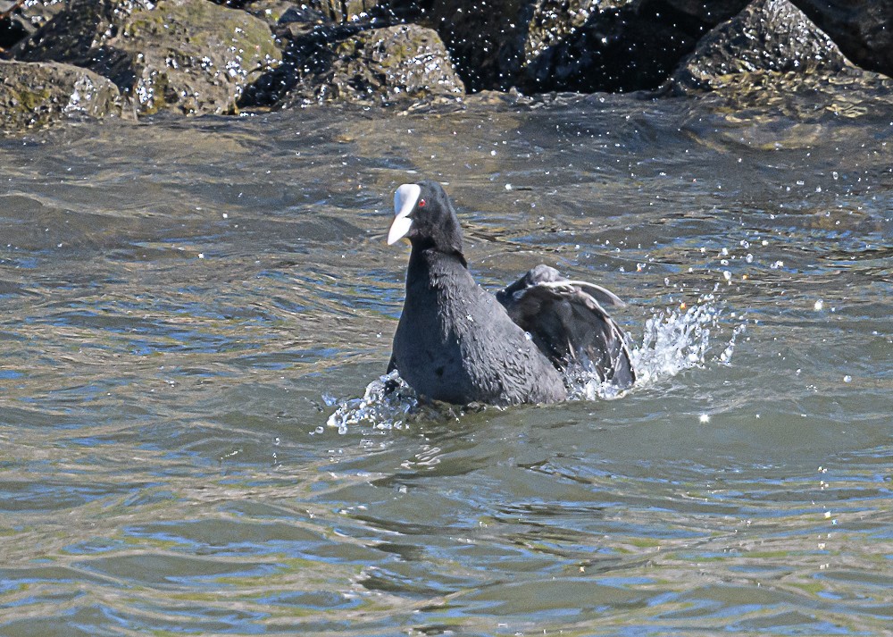 Eurasian Coot - ML561287331