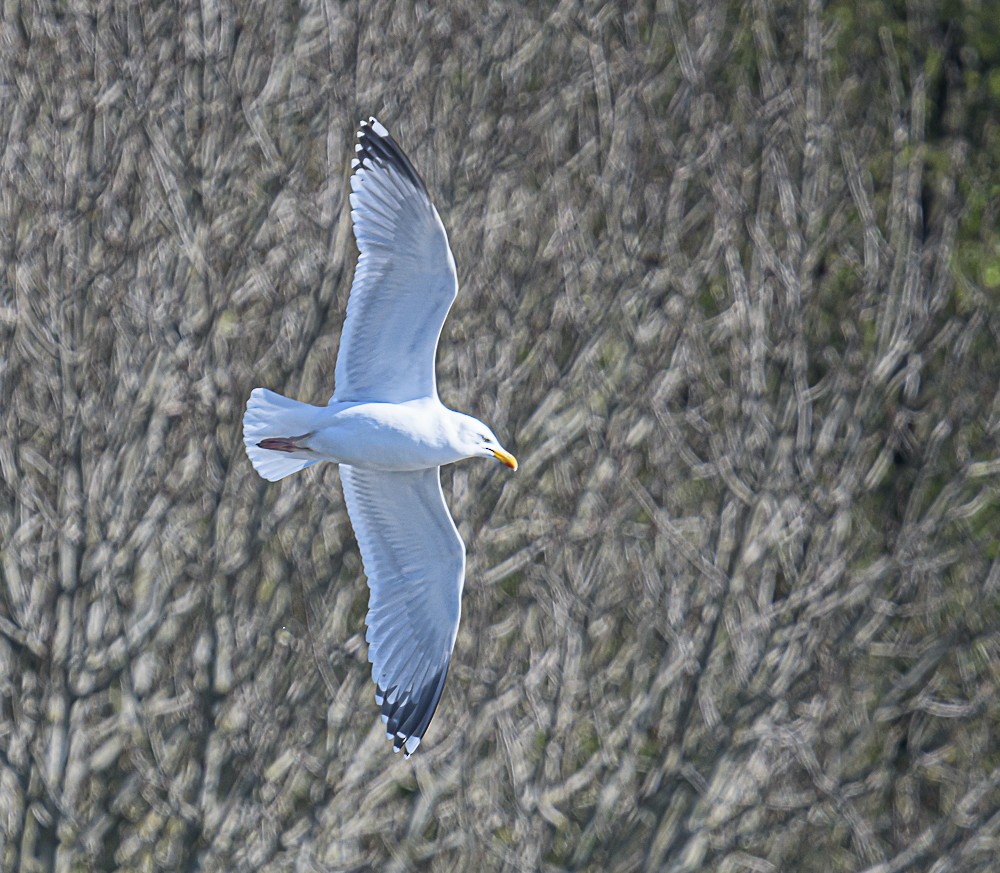 Herring Gull - Bert Filemyr