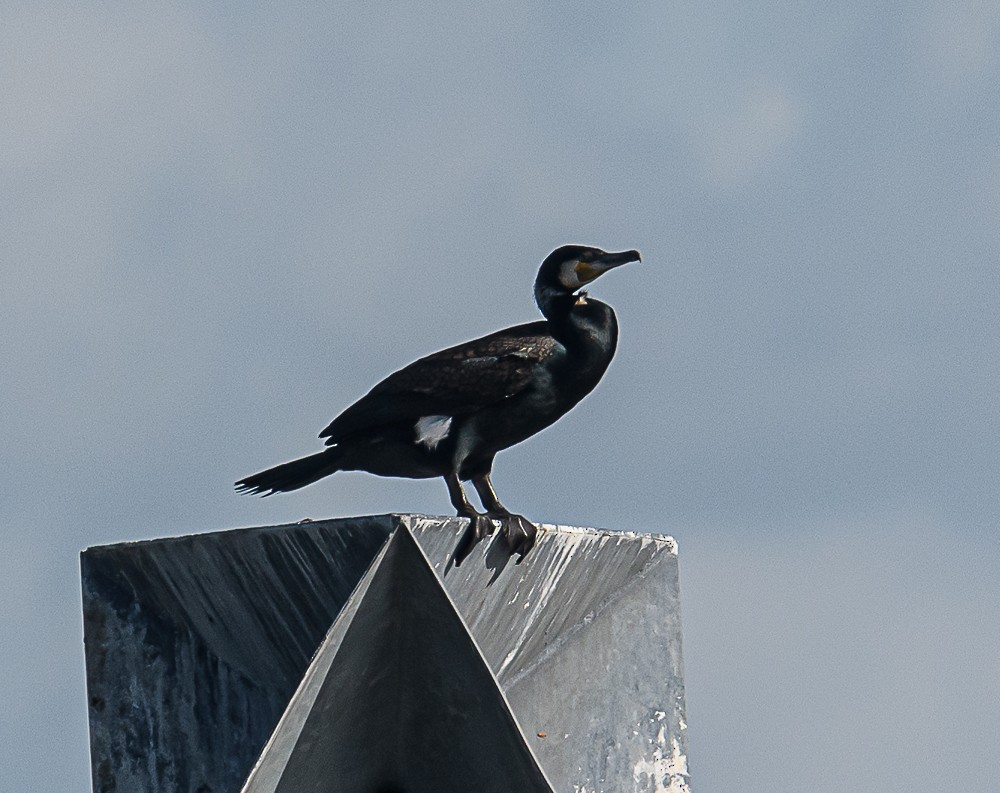 Great Cormorant - ML561287561