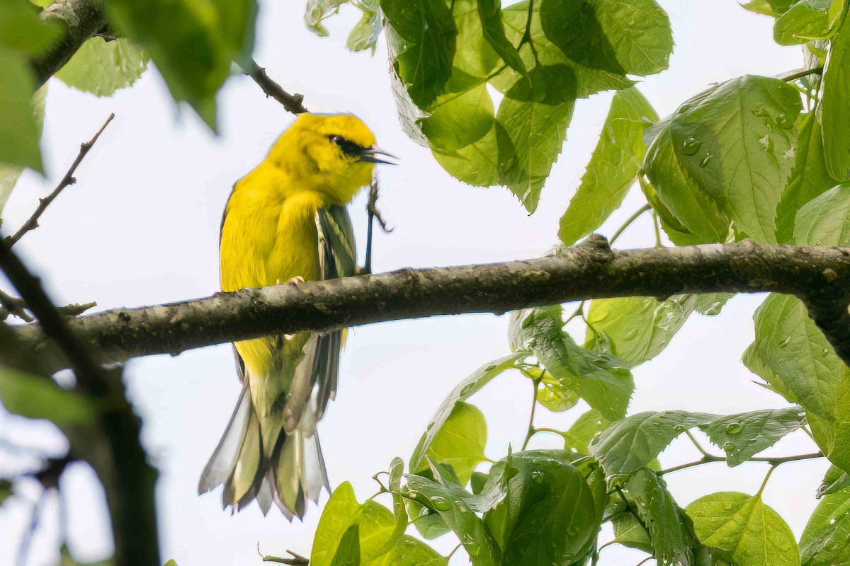 Blue-winged Warbler - Steven Lasley