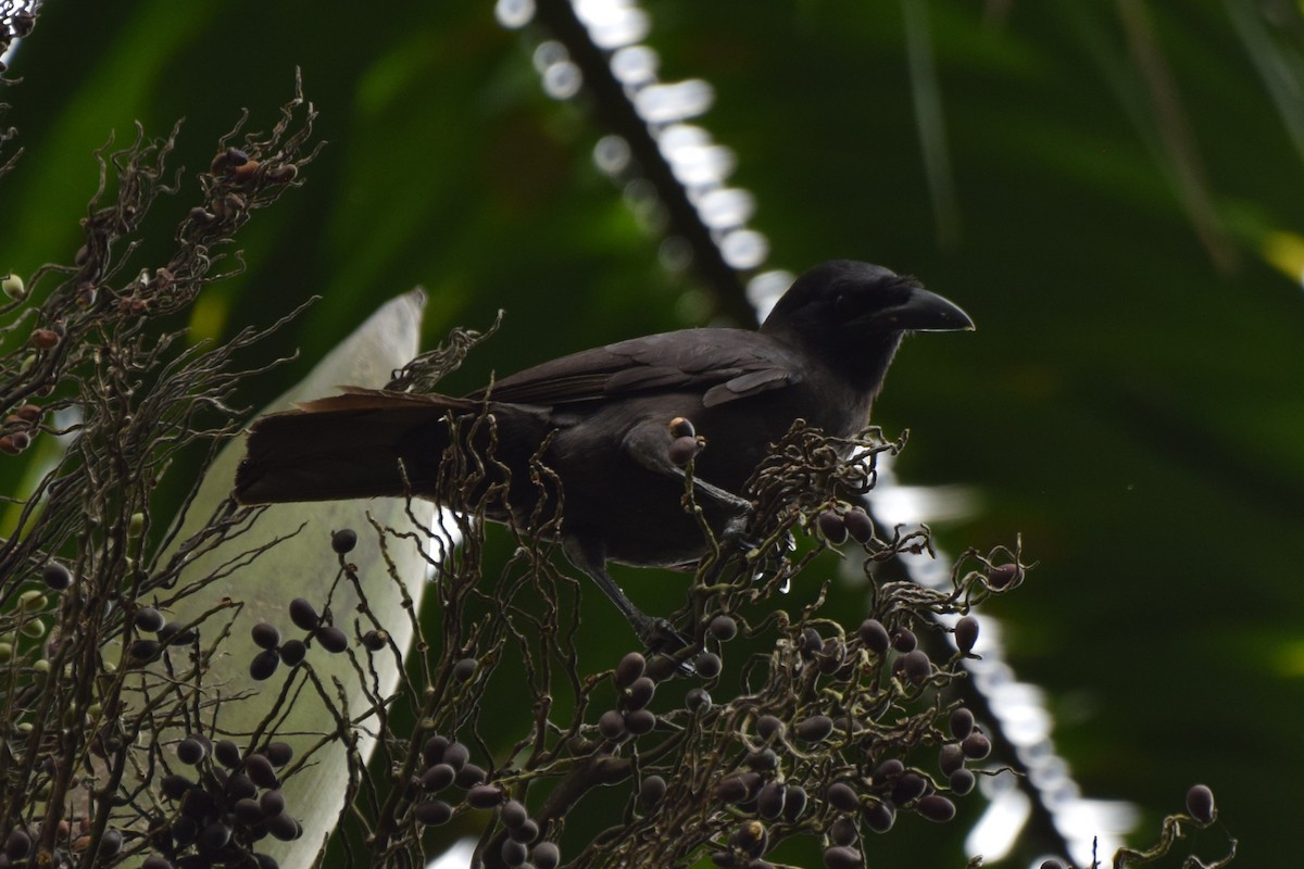 Jamaican Crow - ML561288791