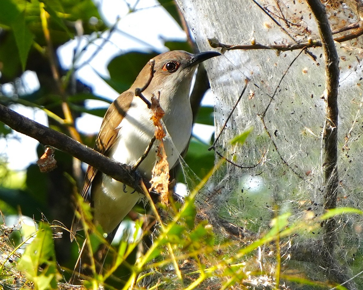 Black-billed Cuckoo - Gloria Markiewicz