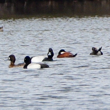 Ruddy Duck - ML561289781