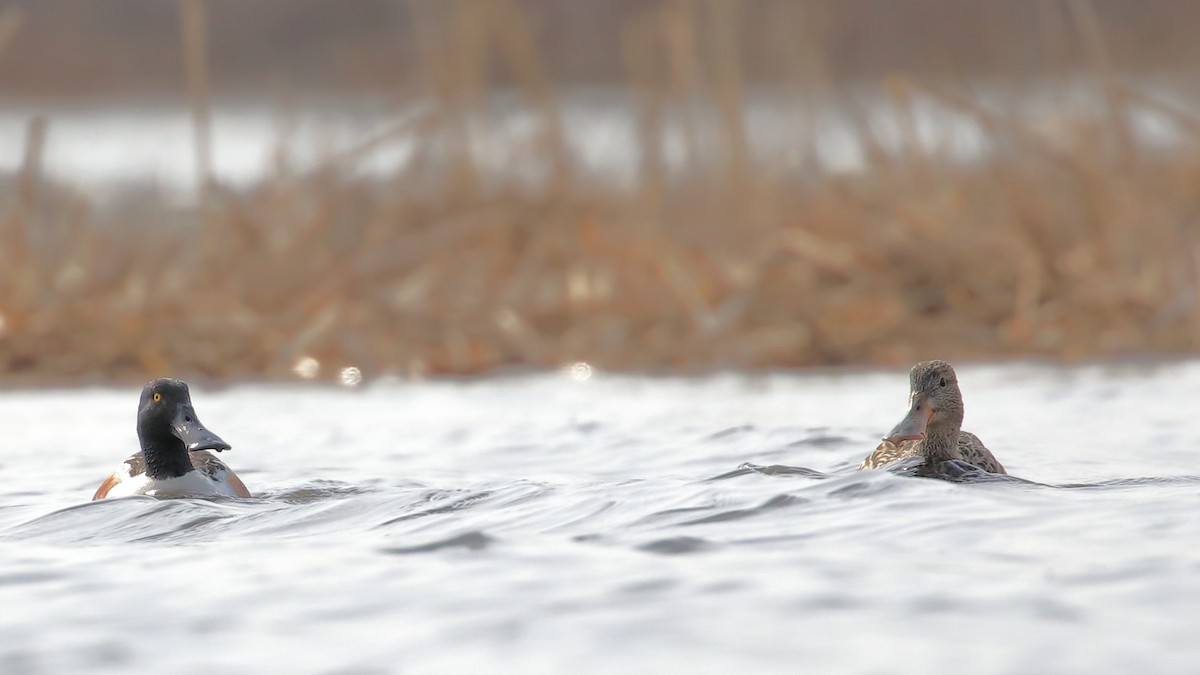 Northern Shoveler - ML561289911