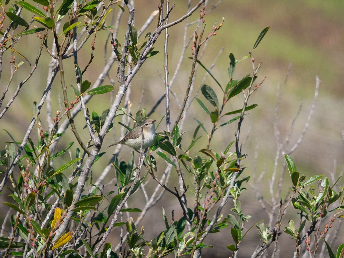 Warbling Vireo - ML561290771