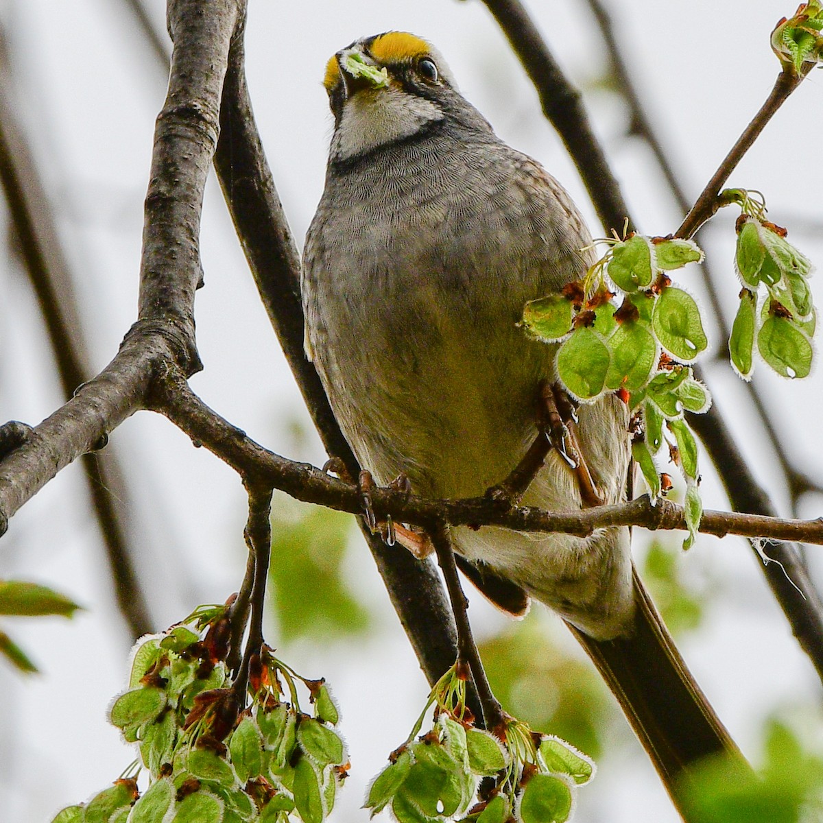 White-throated Sparrow - Meredith Meyer