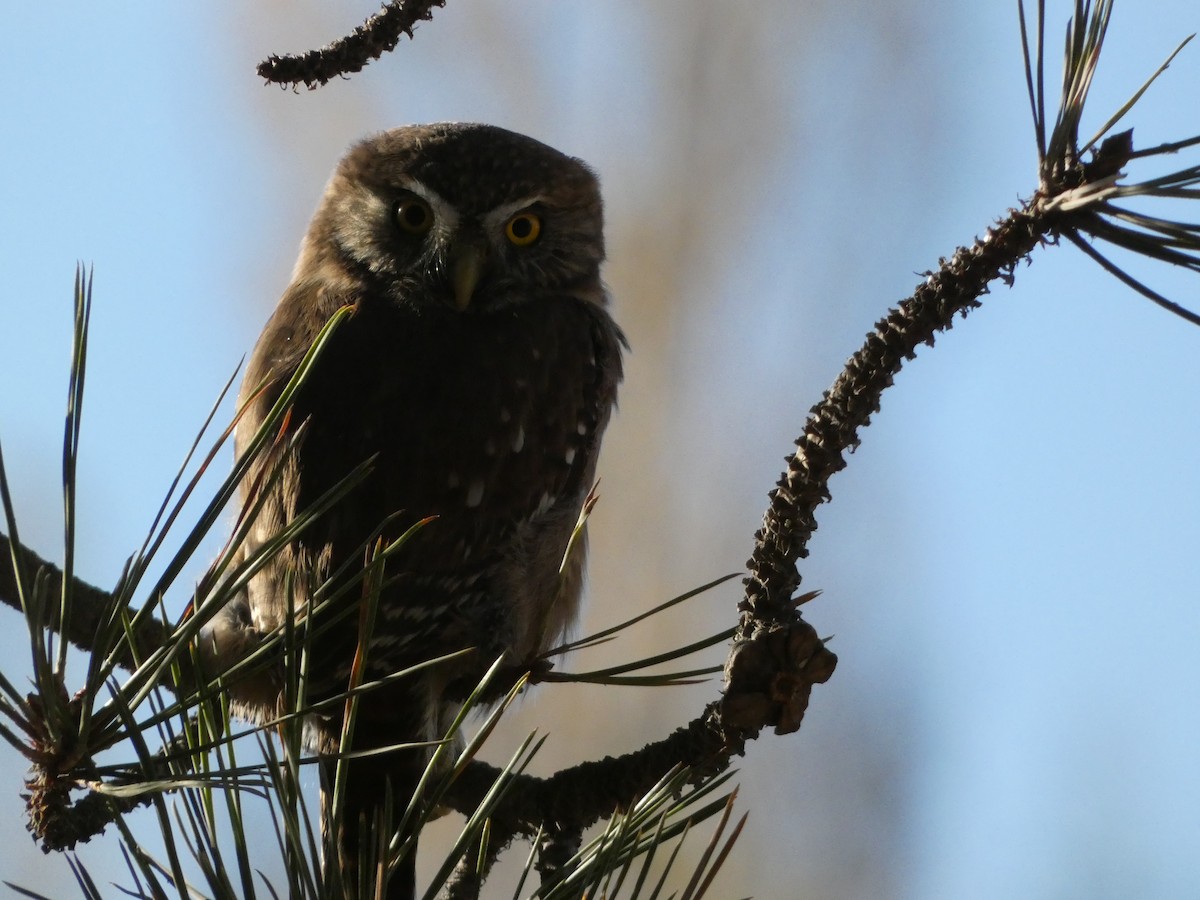Austral Pygmy-Owl - ML561293711