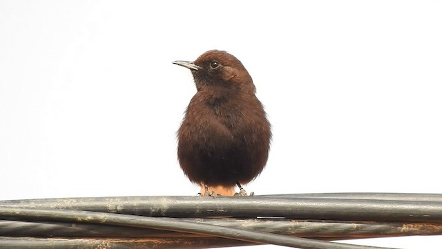 Black Wheatear - ML561294681