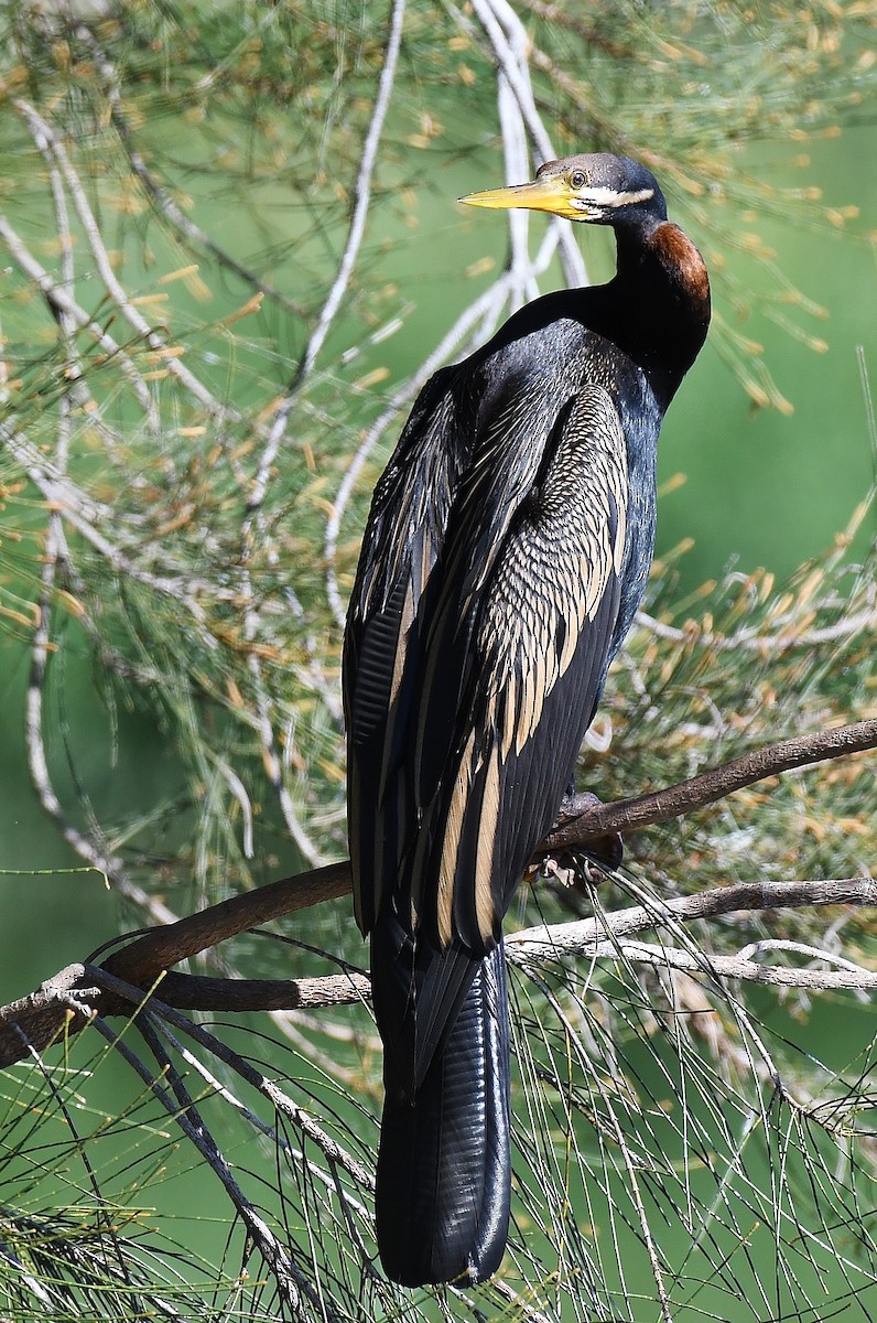 Australasian Darter - Terence Alexander