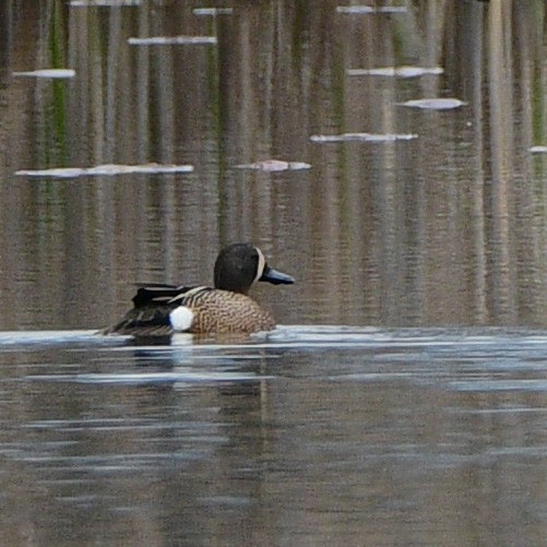 Blue-winged Teal - ML561294991
