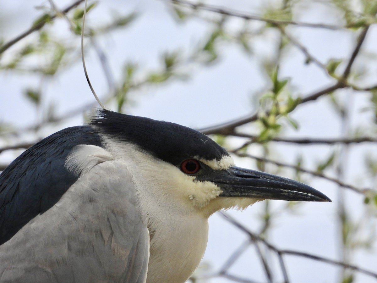 Black-crowned Night Heron - Krista Hayward