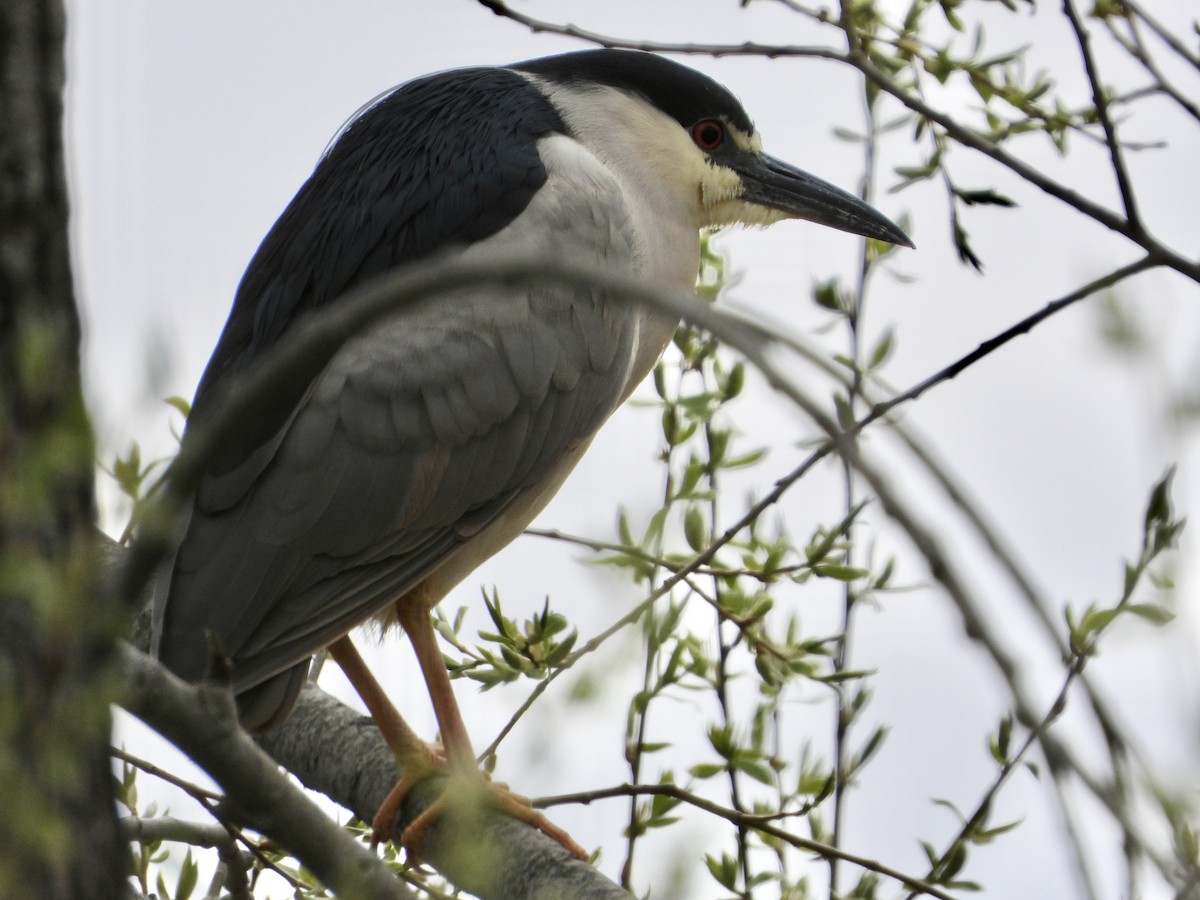 Black-crowned Night Heron - Krista Hayward