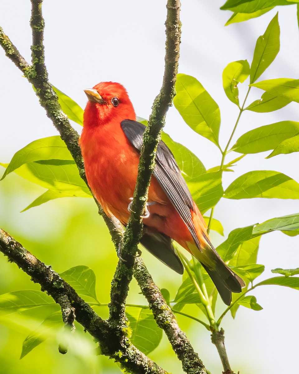 Scarlet Tanager - Todd Fibus