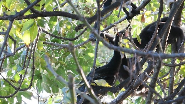 Little Pied Cormorant - ML561296621