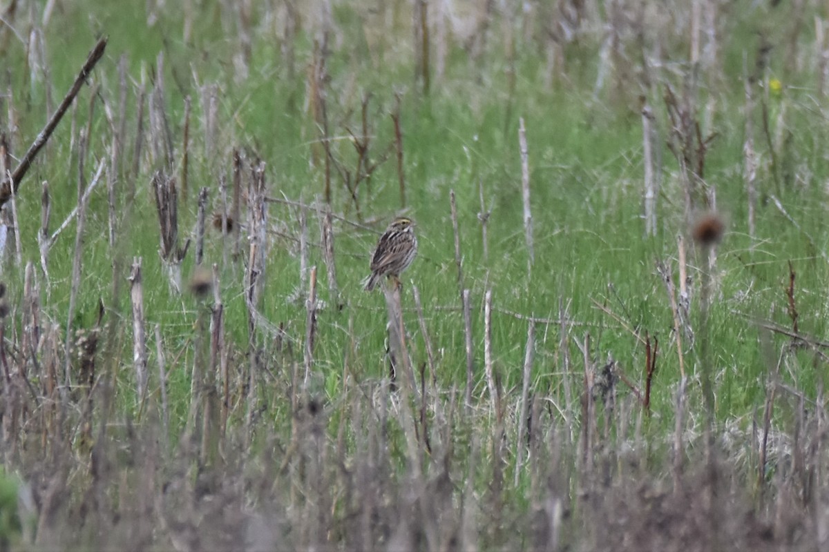 Savannah Sparrow - ML561296791