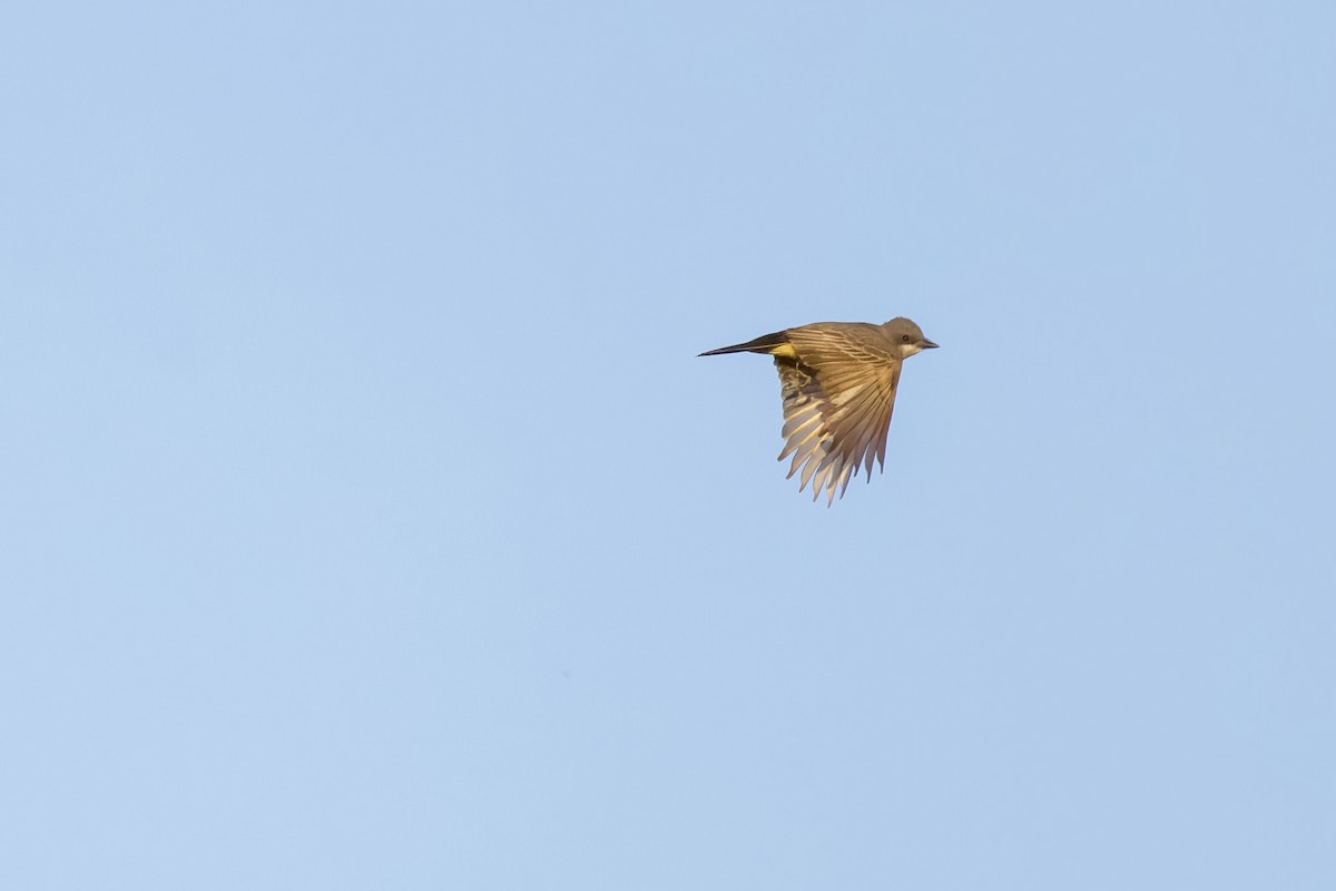 Cassin's Kingbird - ML561297741