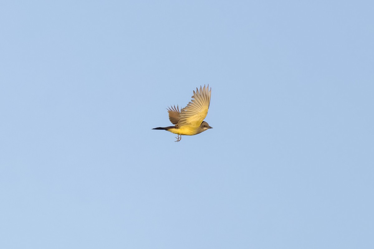 Cassin's Kingbird - ML561297791