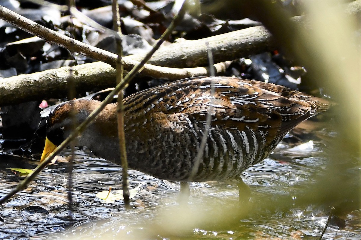 カオグロクイナ - ML561298241
