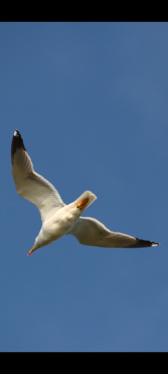 Yellow-legged Gull - Murat GÖKÇE