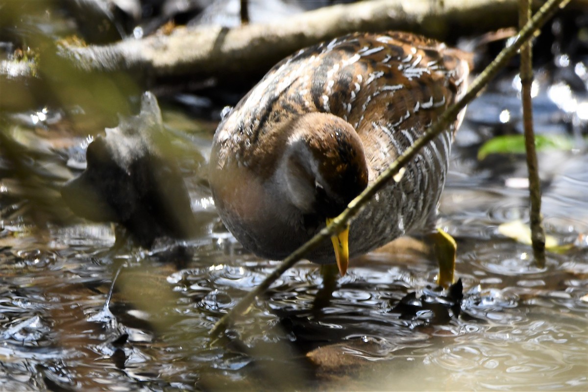 カオグロクイナ - ML561298821