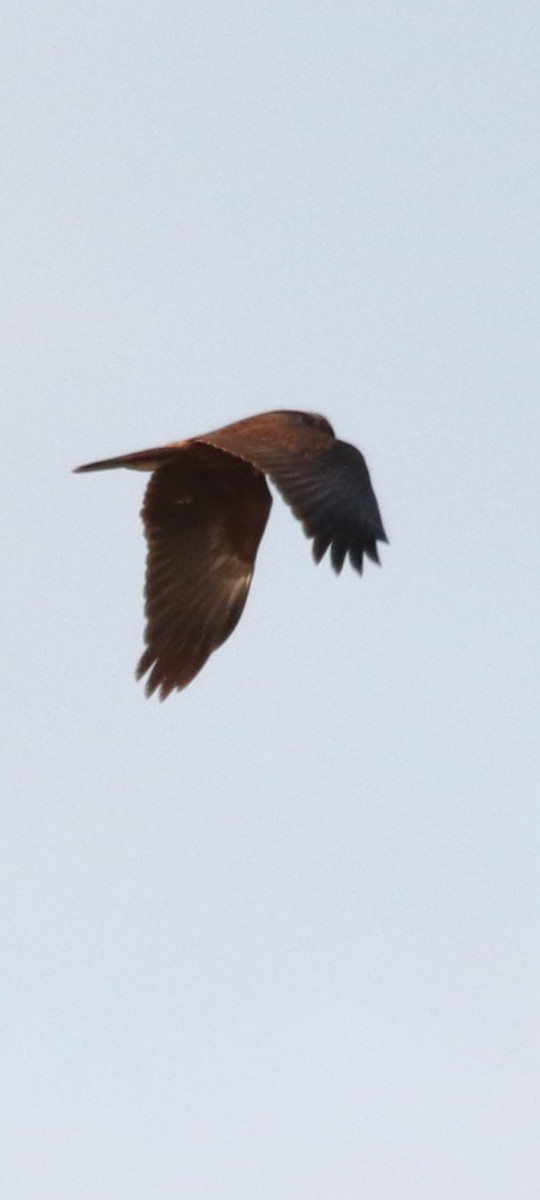 Western Marsh Harrier - ML561298861