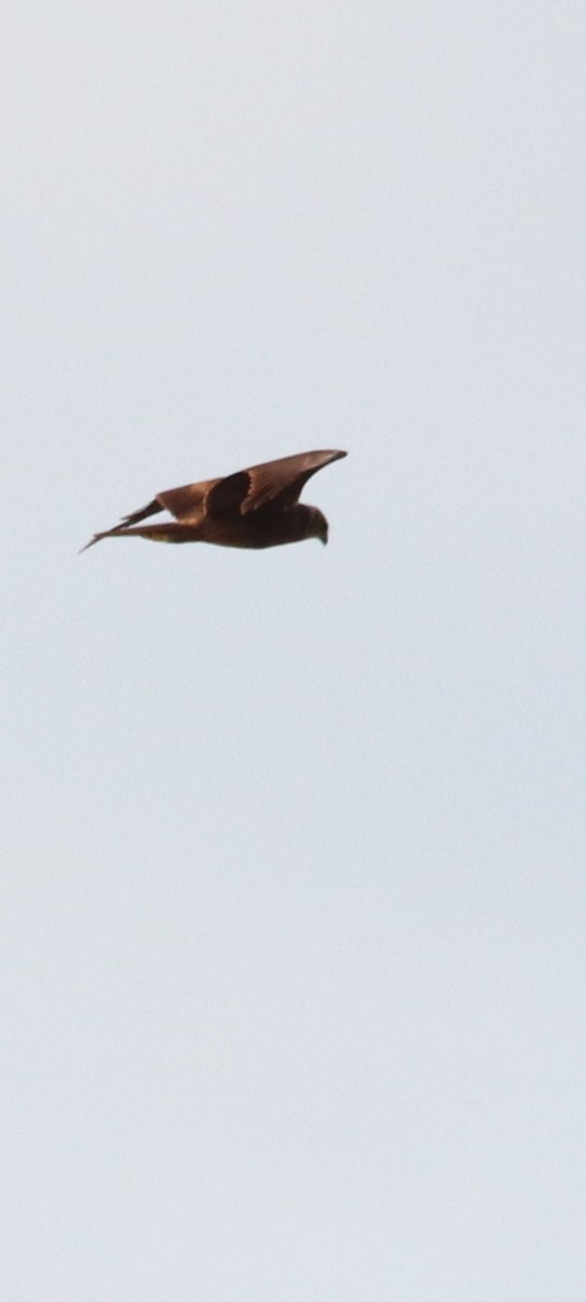 Western Marsh Harrier - ML561298871