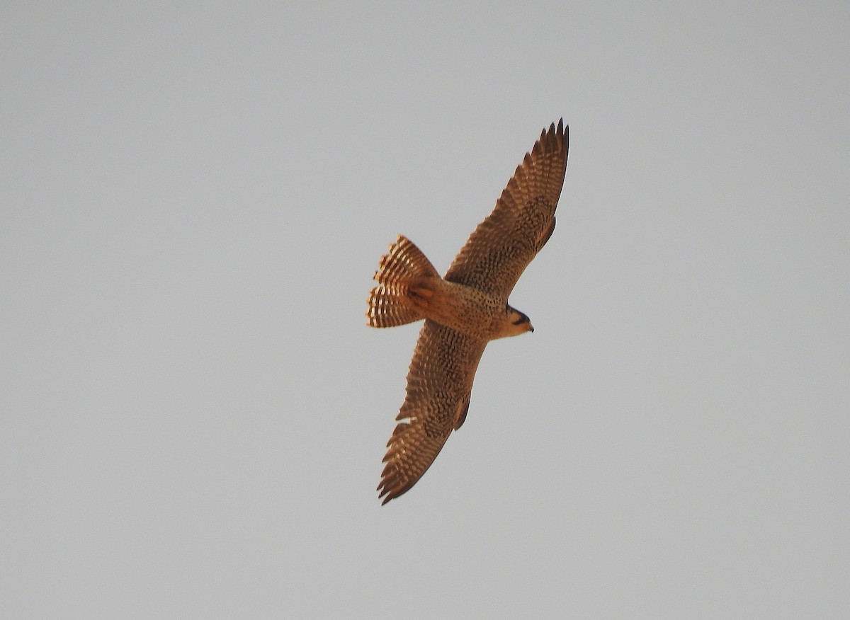 Halcón Peregrino (Halcón tagarote) - ML561298961