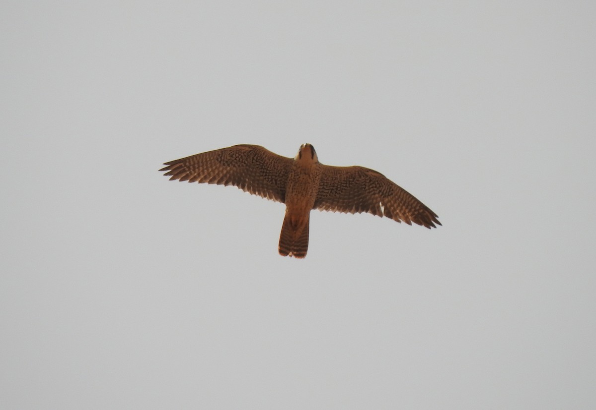 Peregrine Falcon (Barbary) - ML561298981