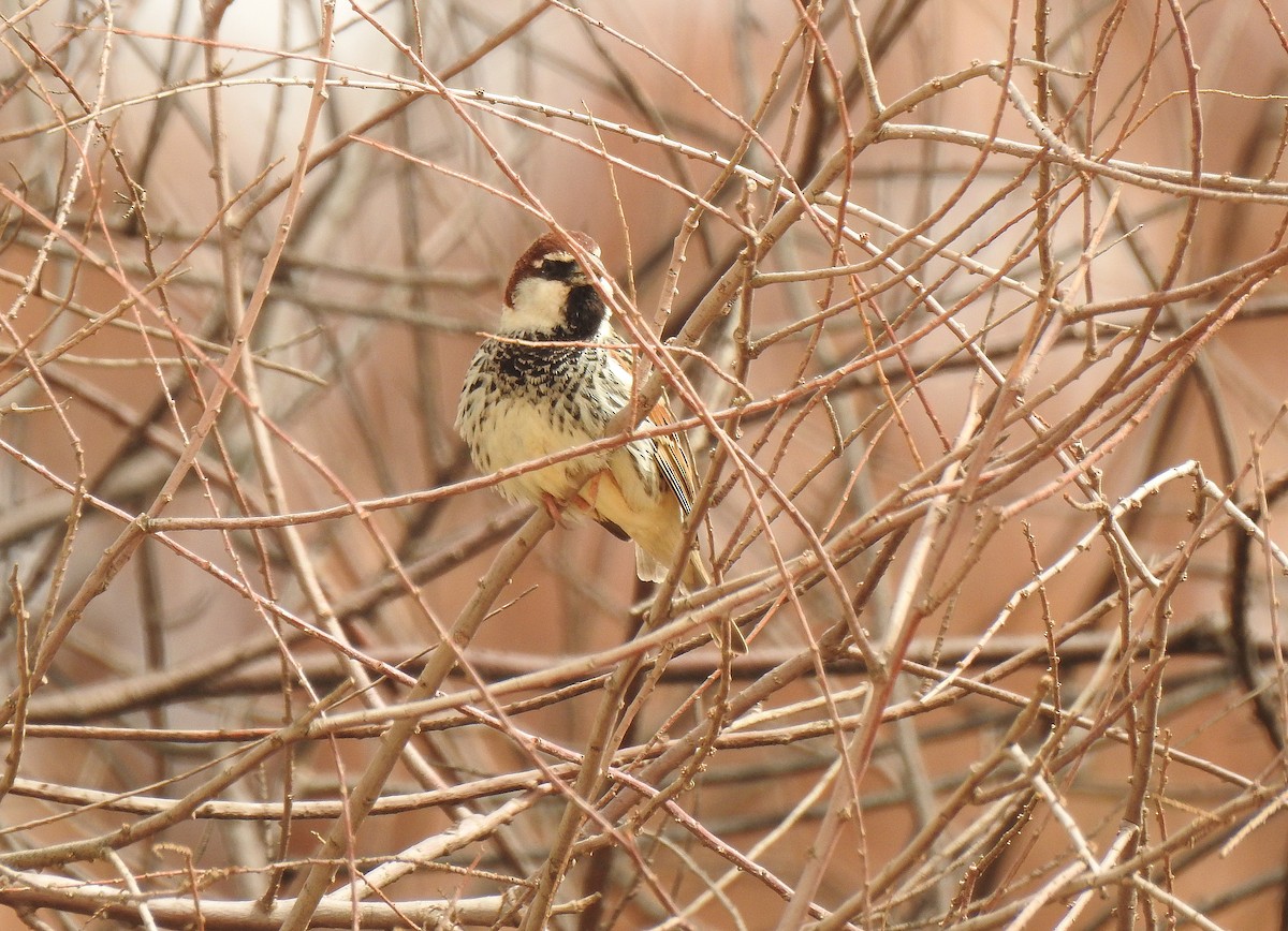 Spanish Sparrow - ML561299141