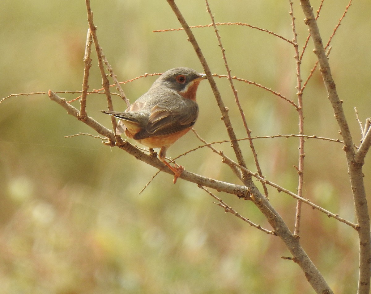 Western Subalpine Warbler - ML561299681