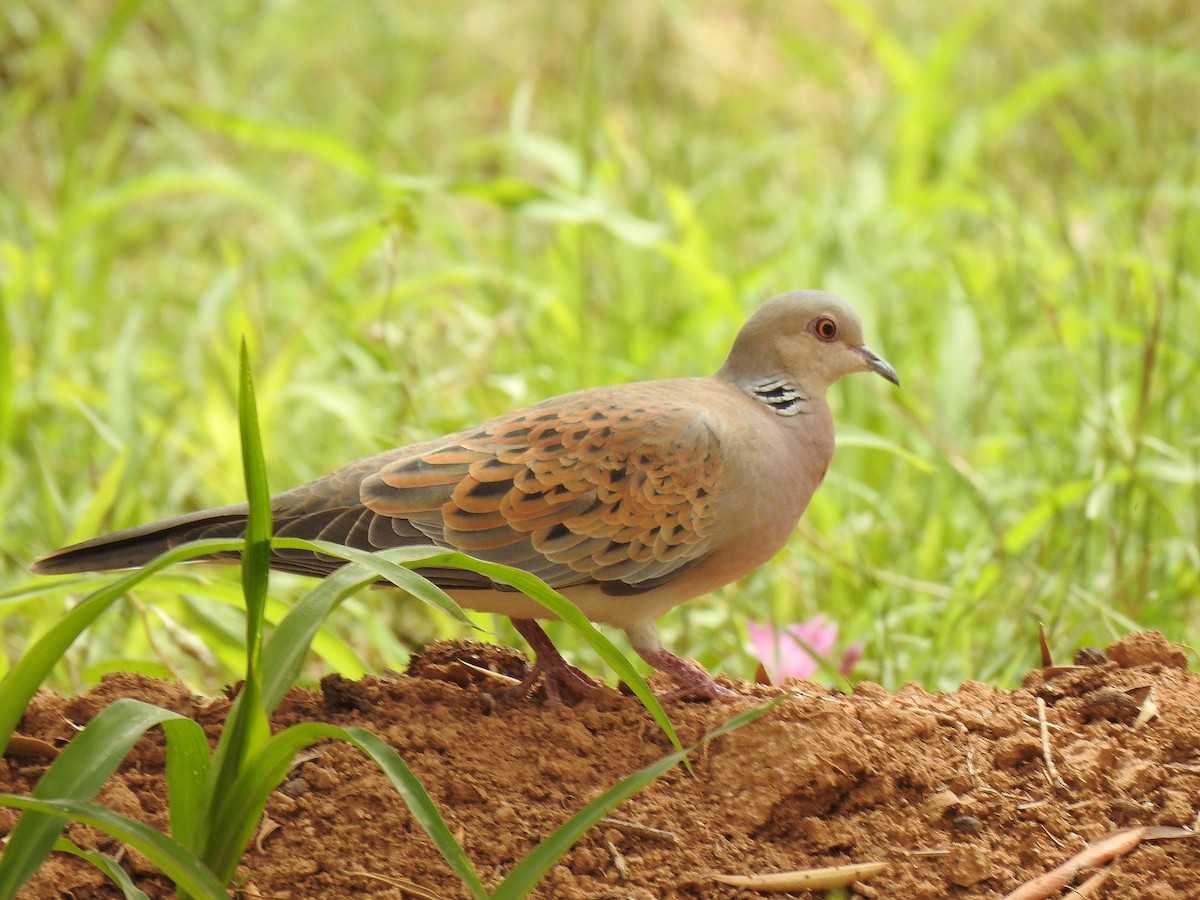 European Turtle-Dove - ML561299771