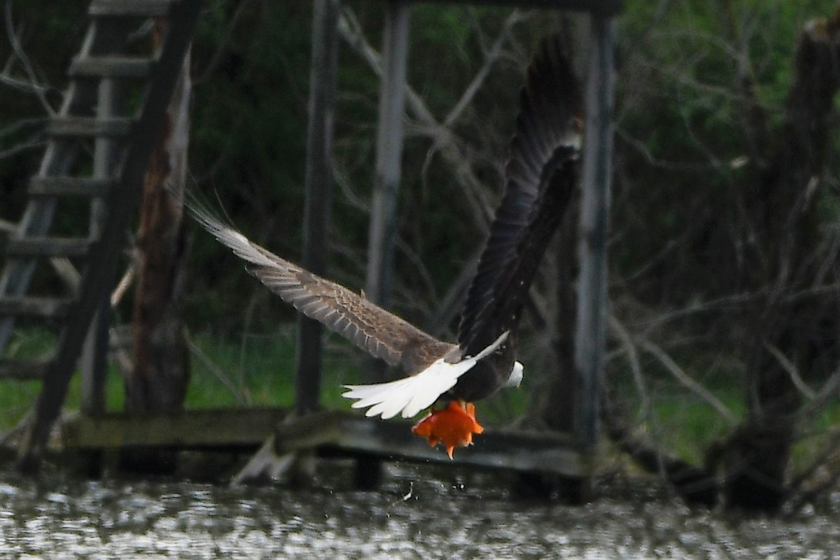 ハクトウワシ - ML561300621