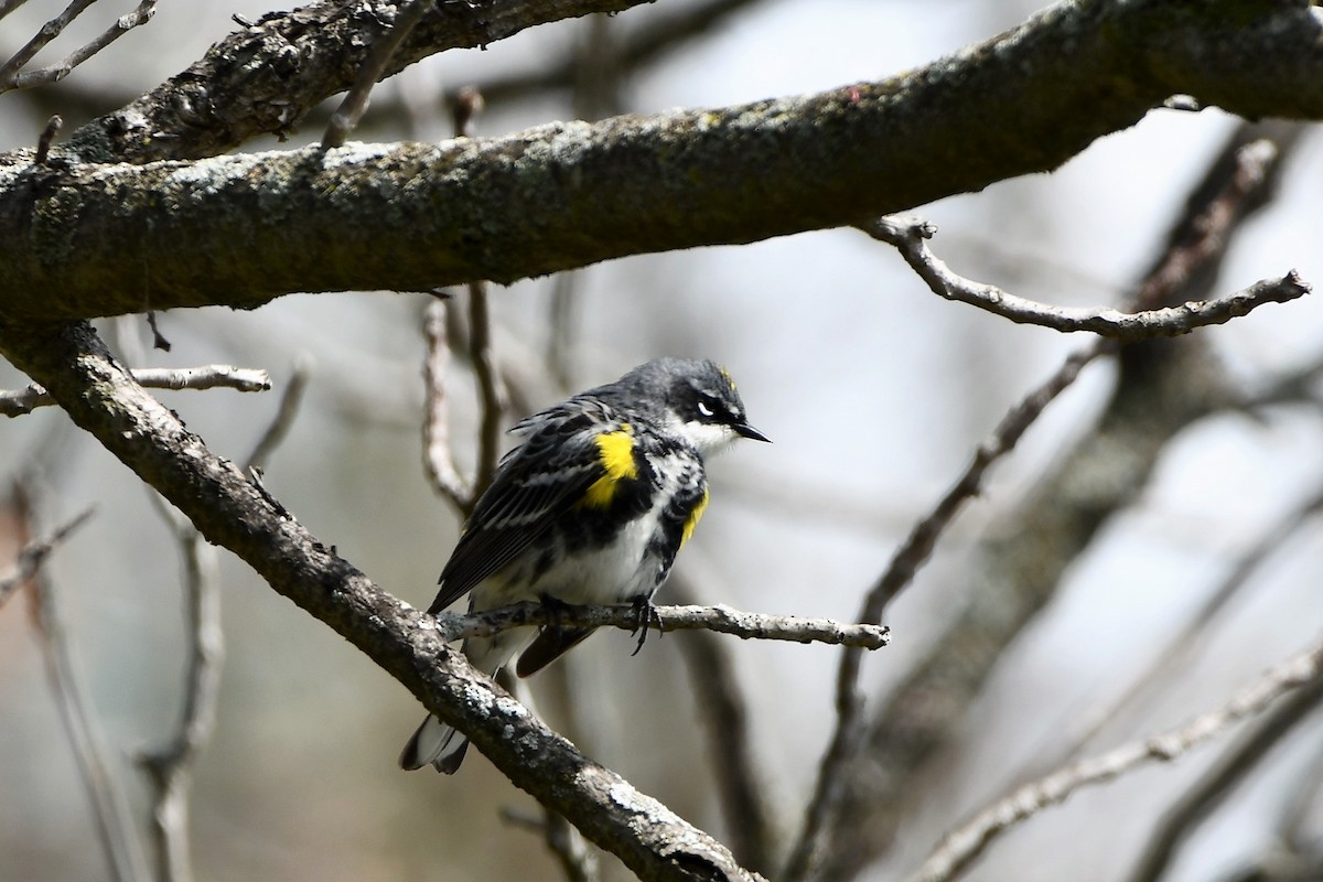 キヅタアメリカムシクイ - ML561300891