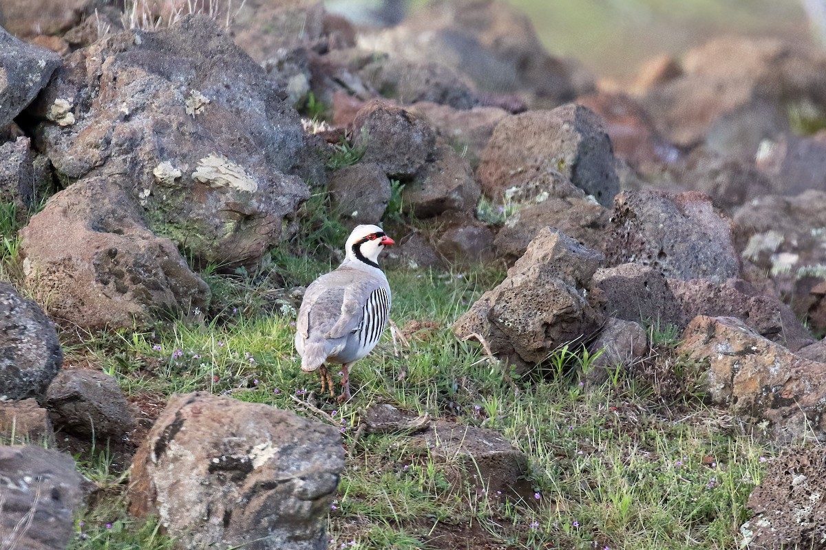 Chukar - ML561301091